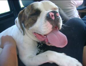 Meu cachorro Fred ouvia jazz